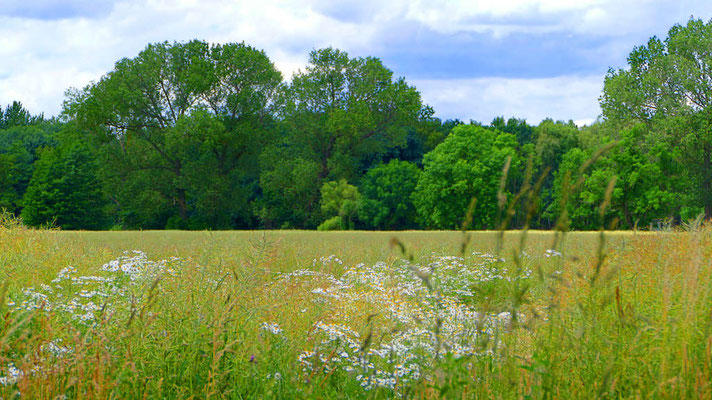 Eselfreunde im Havelland e. V. | Natur erleben
