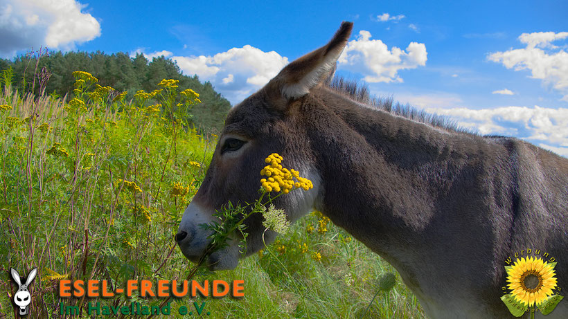 Esel-Workshop | Eselfreunde Esel-Wallpaper gratis Download