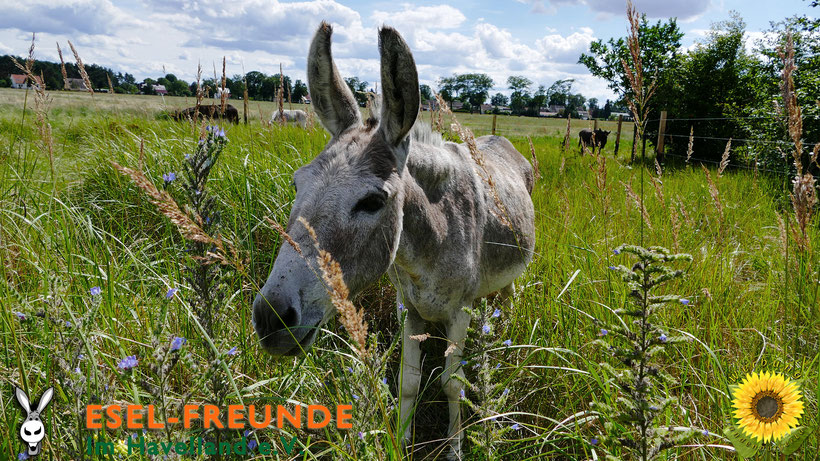 Esel-Workshop | Eselfreunde Esel-Wallpaper gratis Download
