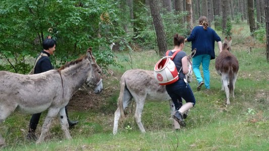 Eselfreunde im Havelland e. V. | Eselwanderungen